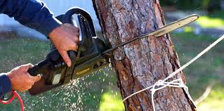 Best Fruit Tree Pruning  in Ringgold, GA