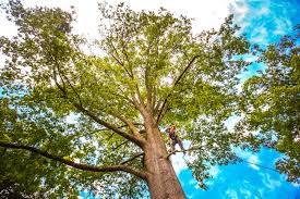 How Our Tree Care Process Works  in  Ringgold, GA