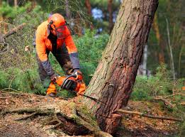 Best Tree and Shrub Care  in Ringgold, GA