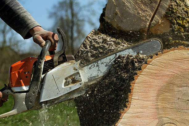 Professional Tree Removal in Ringgold, GA